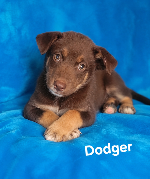 Dodger