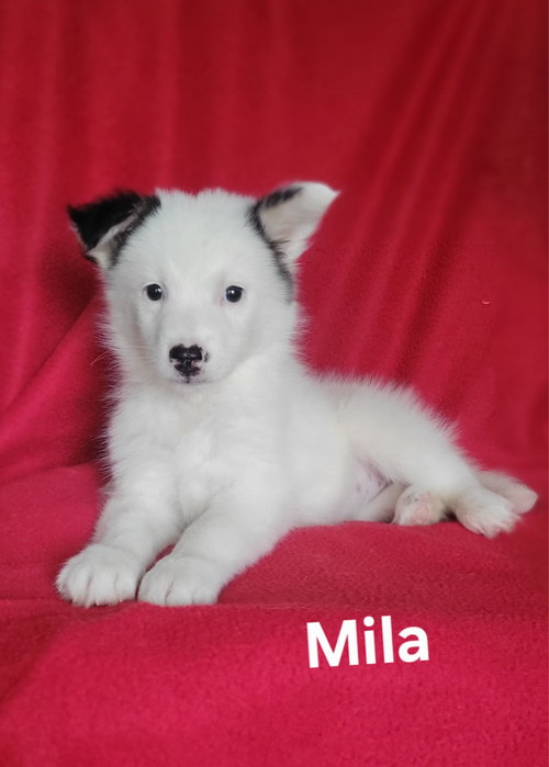Mila