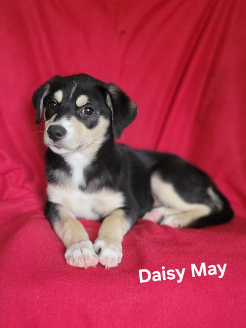Daisy May