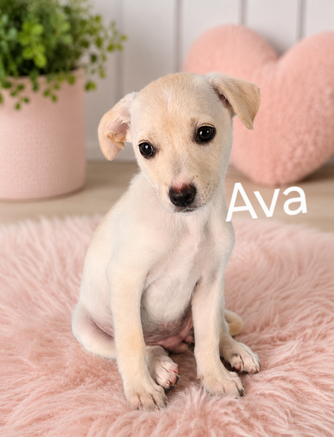 Ava