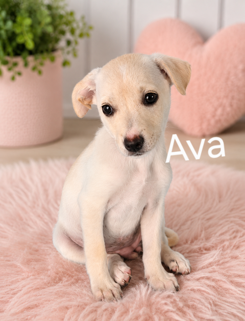 Ava