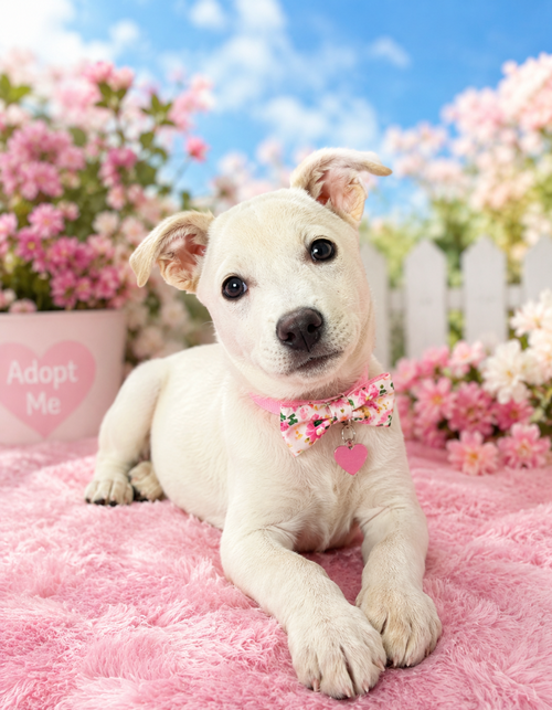 Ava, an adoptable Labrador Retriever in Newark, DE