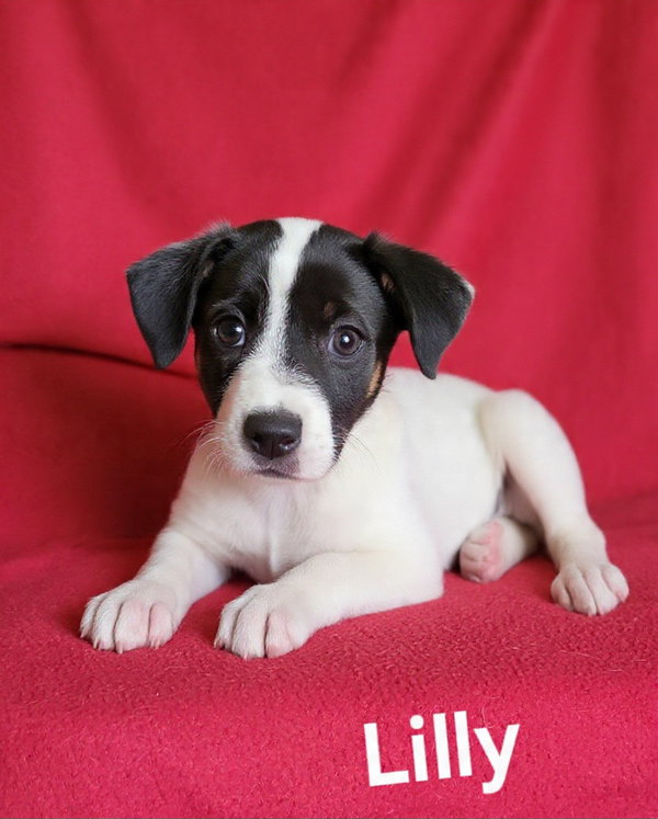 Lilly