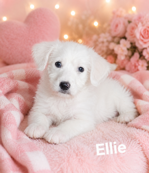 Ellie