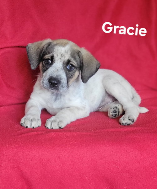 Gracie