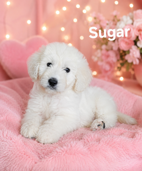 Sugar