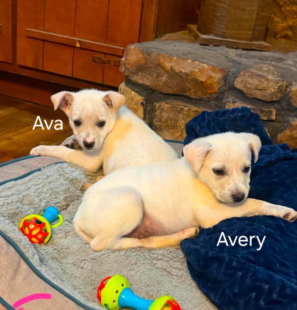 Avery