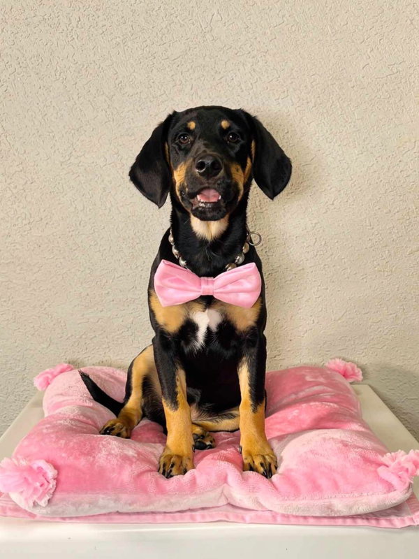 Sawyer (Rehoming Fee $200)