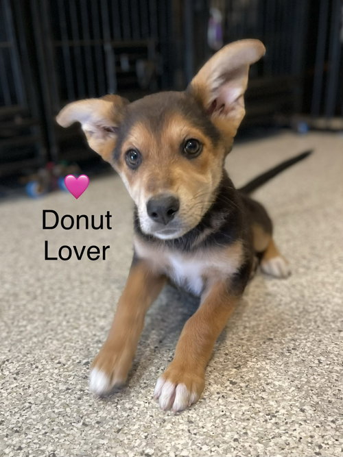 Donut Lover, an adoptable German Shepherd Dog in Newark, DE
