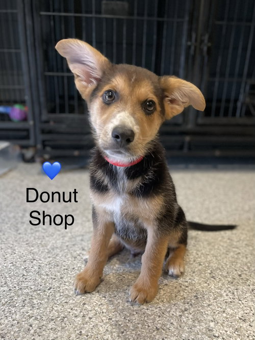 Donut Shop
