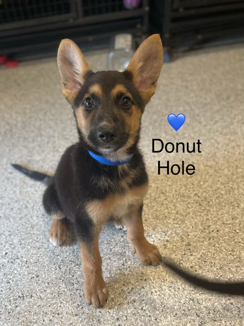Donut Hole, an adoptable German Shepherd Dog in Newark, DE