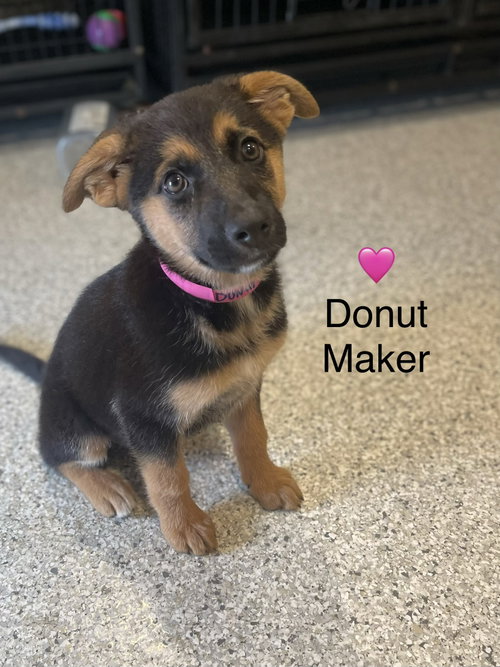 Donut Maker, an adoptable German Shepherd Dog in Newark, DE
