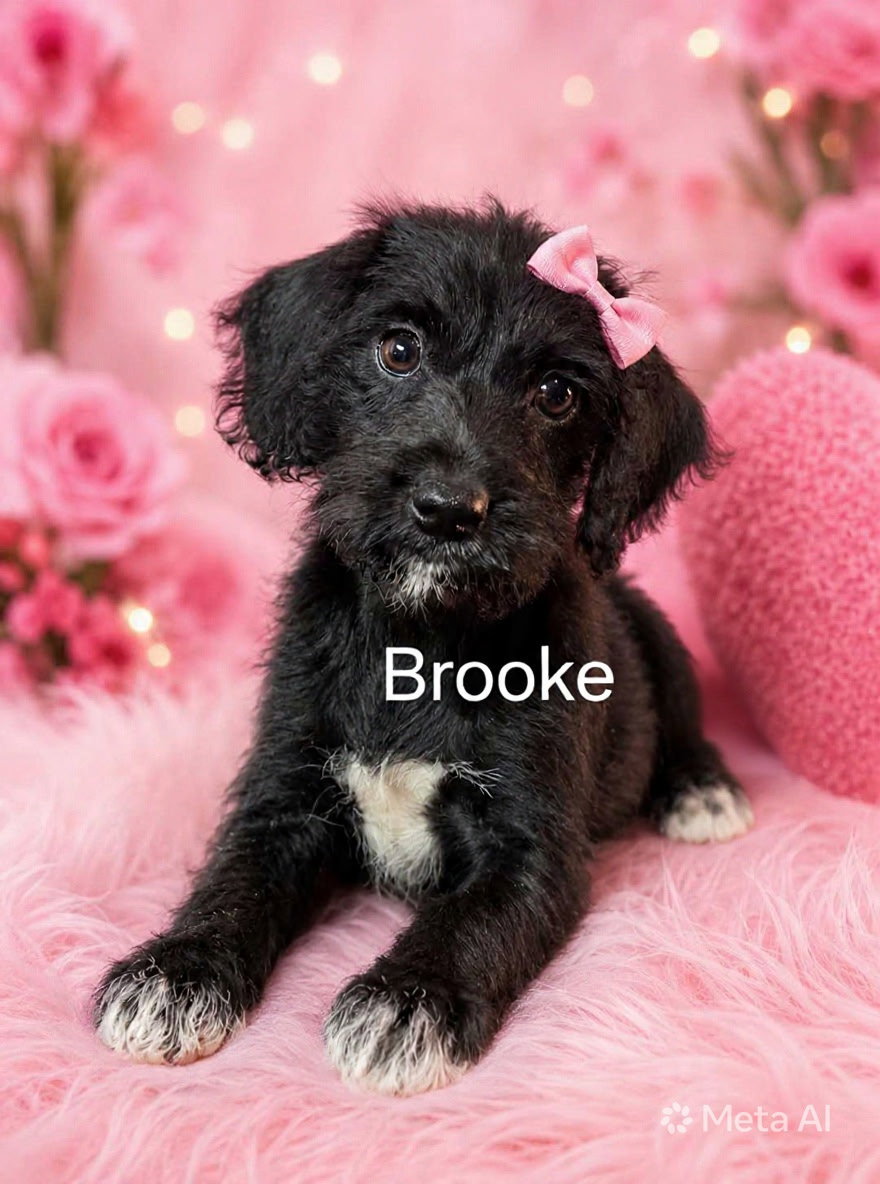 Brooke