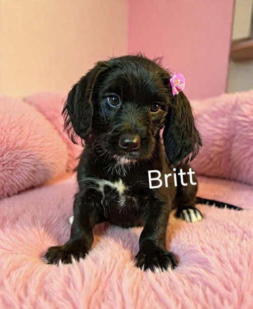 Britt, an adoptable Poodle in Newark, DE