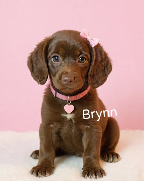 Brynn, an adoptable Poodle in Newark, DE