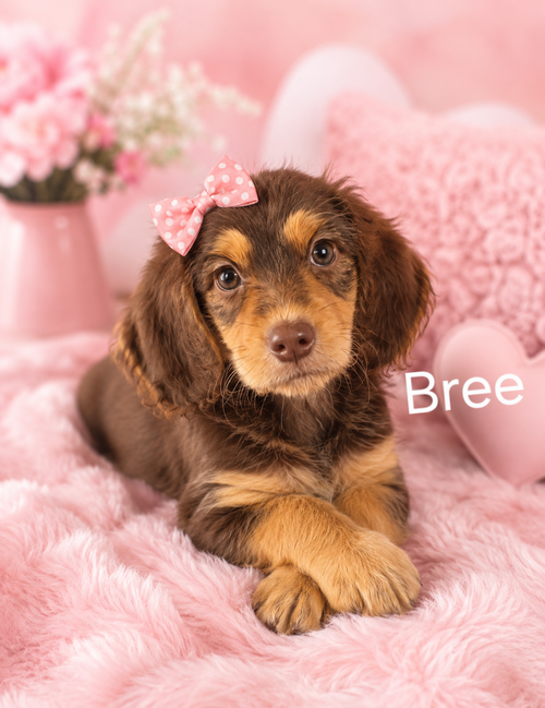 Bree