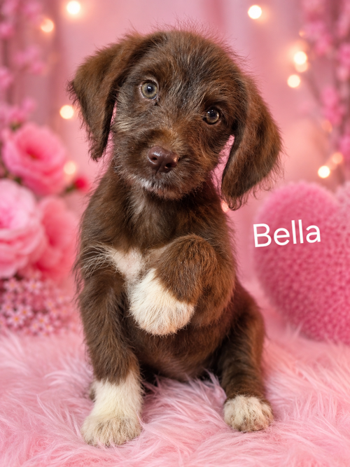 Bella, an adoptable Poodle in Newark, DE