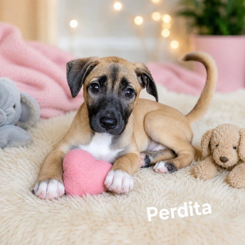 Perdita