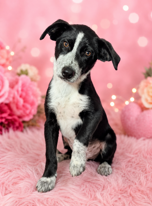 Blossom, an adoptable Border Collie in Newark, DE