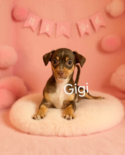 Gigi, an adoptable Chihuahua in Newark, DE