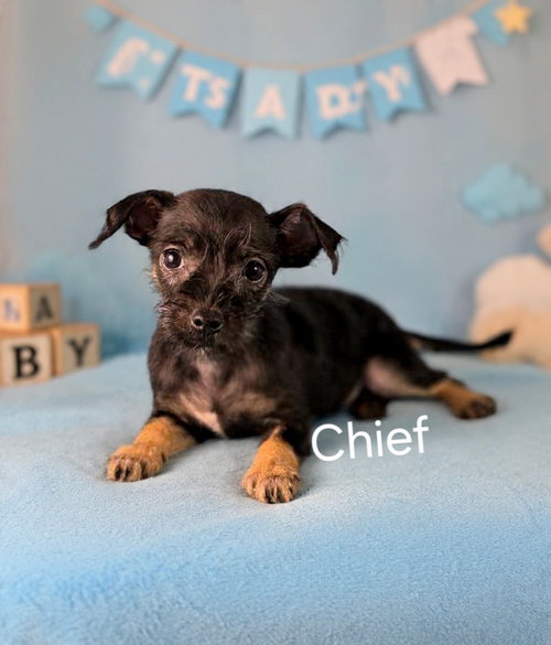 Chief, an adoptable Chihuahua in Newark, DE