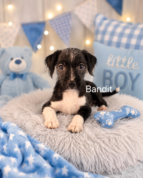 Bandit