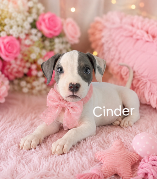 Cinder, an adoptable American Staffordshire Terrier in Newark, DE