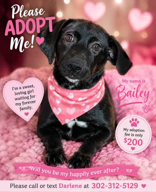 Nova (Rehoming Fee $200)
