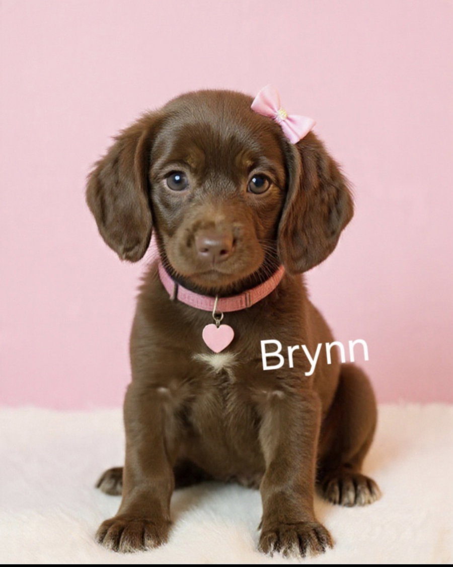 Brynn