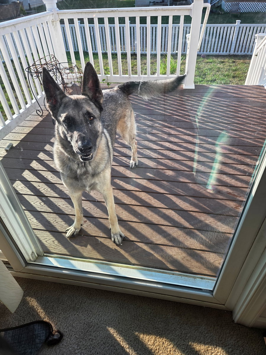 Dutch (Rehoming Fee $50)