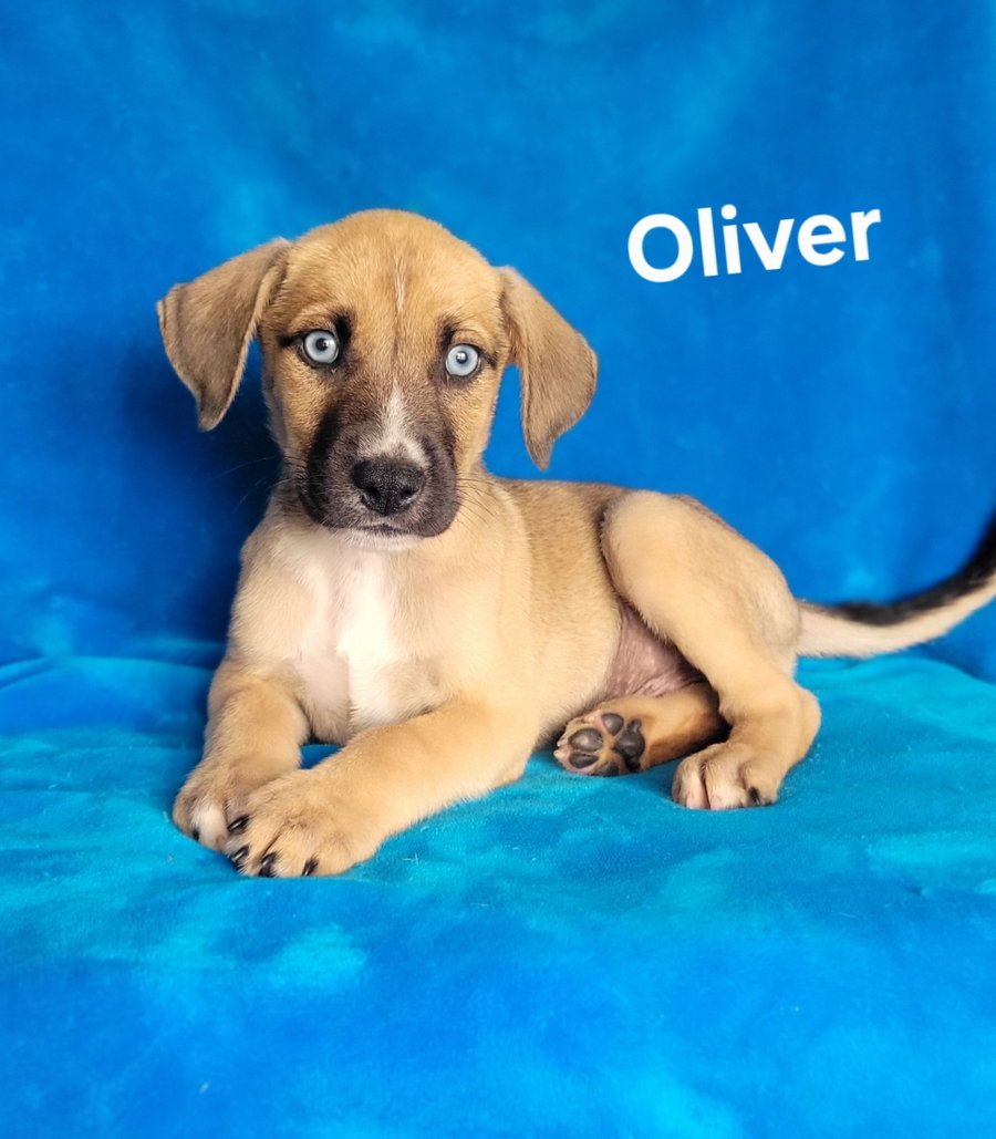 Oliver