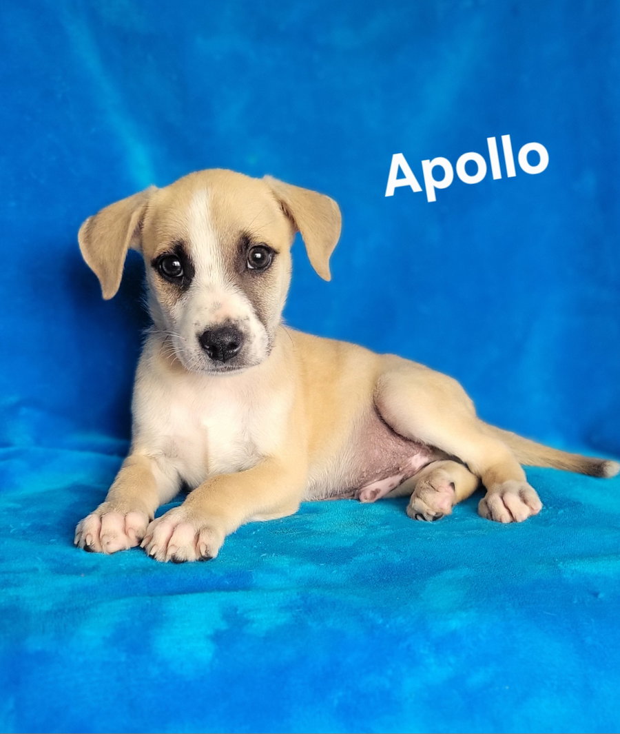 Apollo