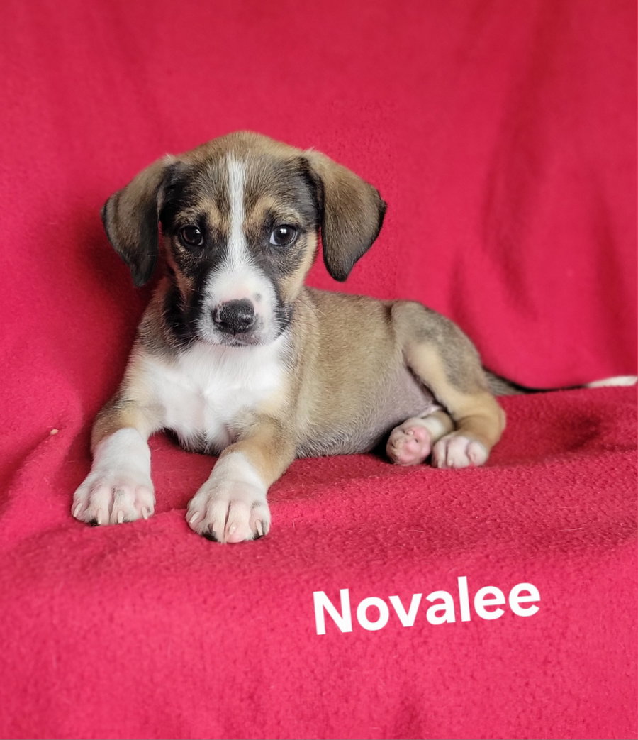 Novalee