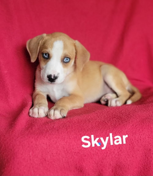 Skylar