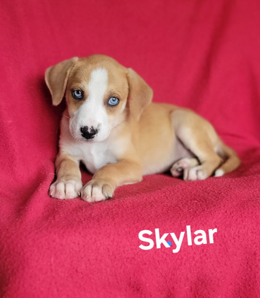 Skylar