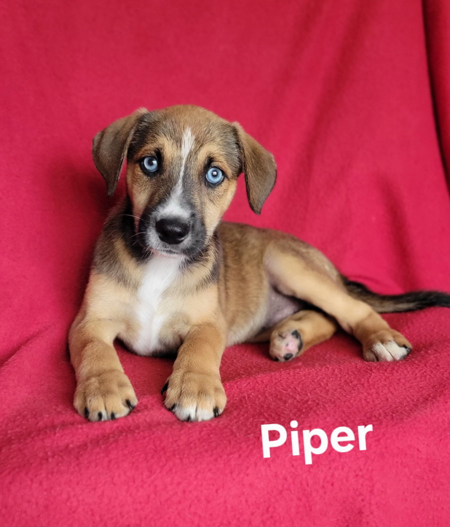 Piper