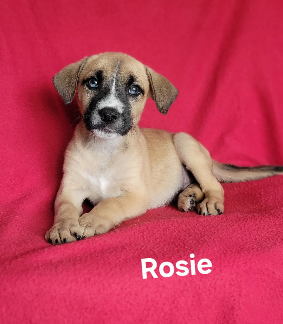 Rosie