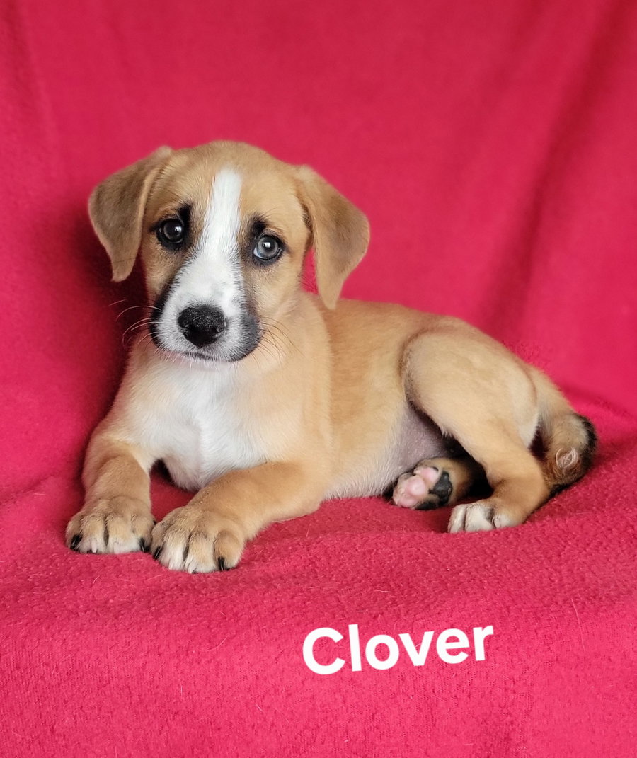 Clover