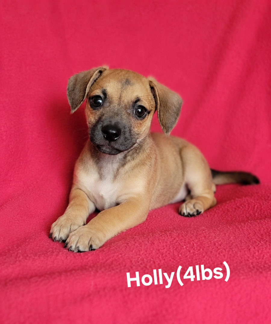 Holly(4lbs)