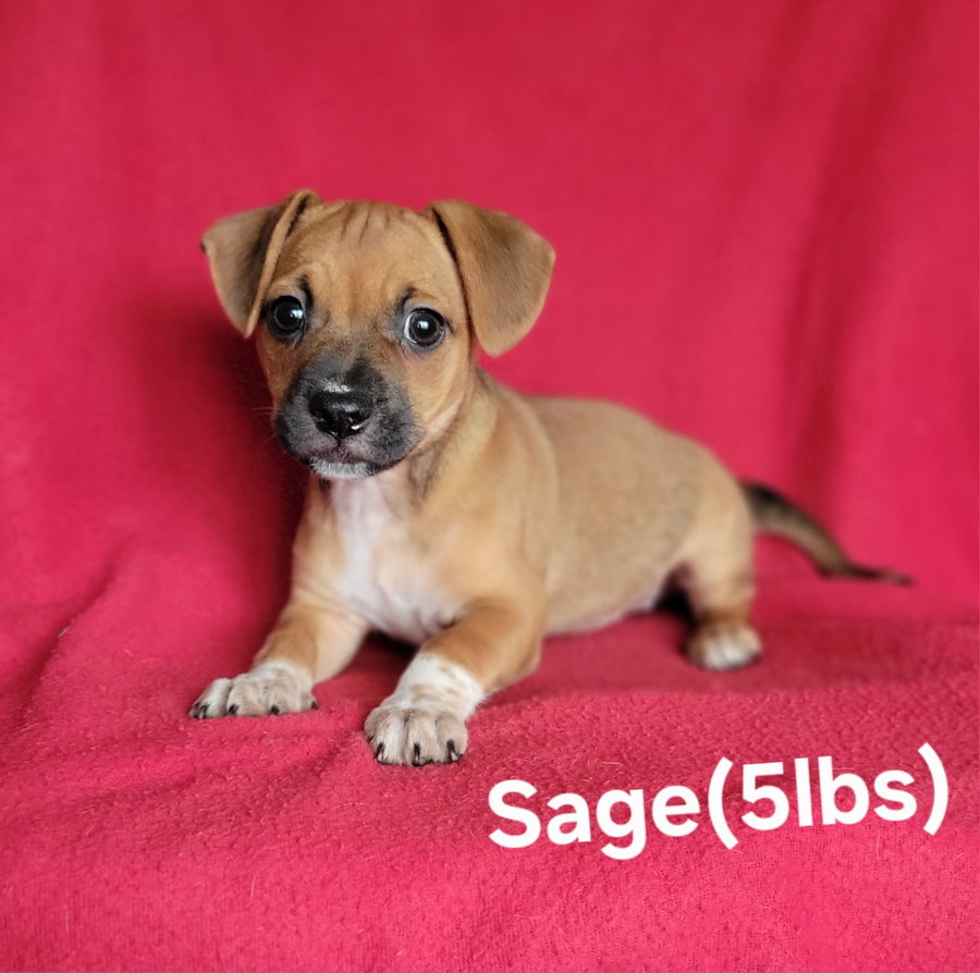 Sage(5lbs)