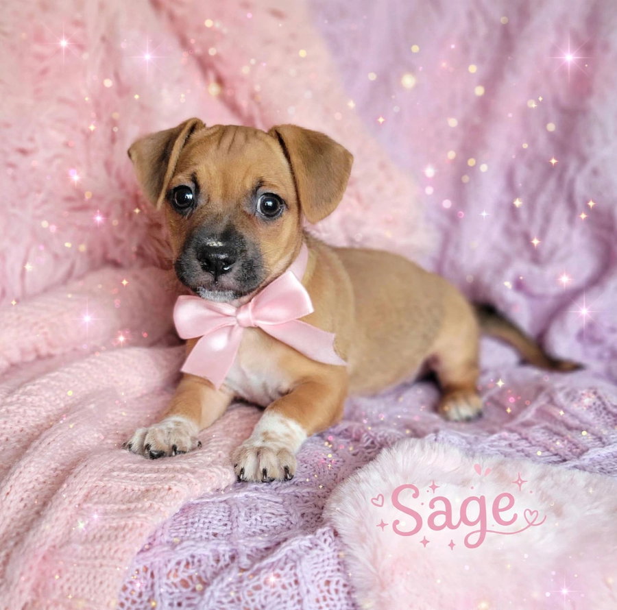 Sage(5lbs)