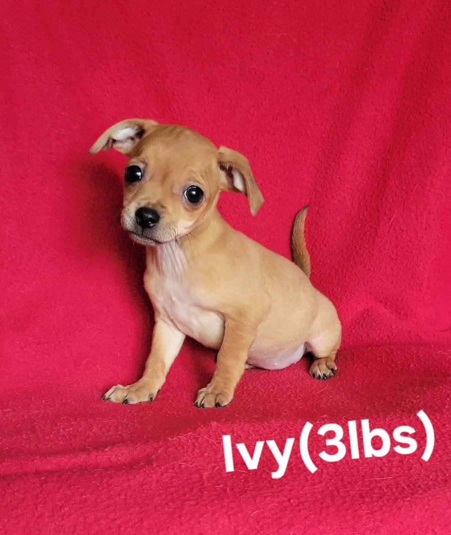 Ivy(3lbs)