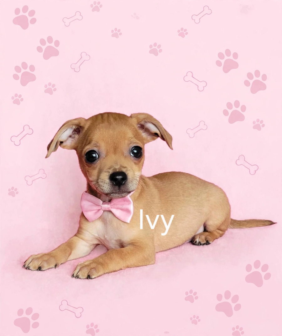 Ivy(3lbs)