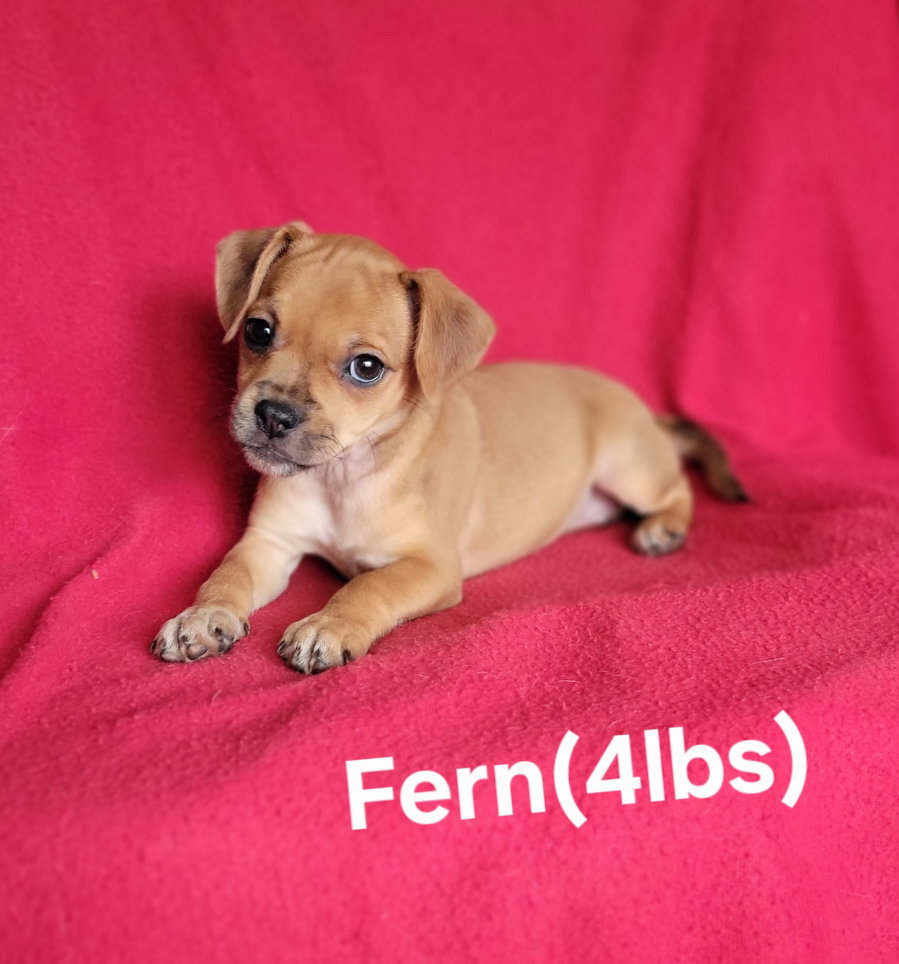 Fern(4lbs)