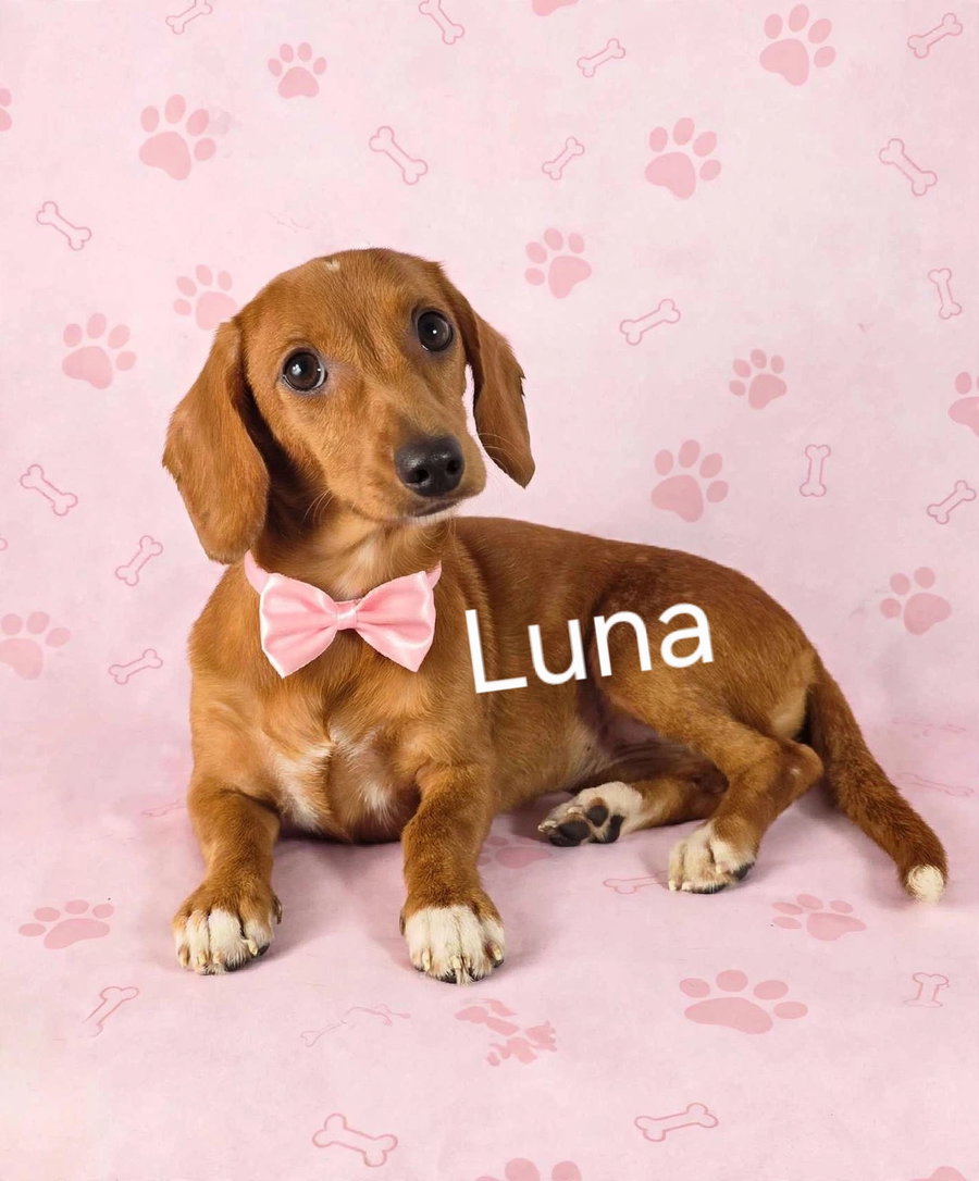 Luna (13 lbs)