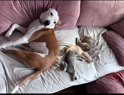 picture of the dog needing adoption