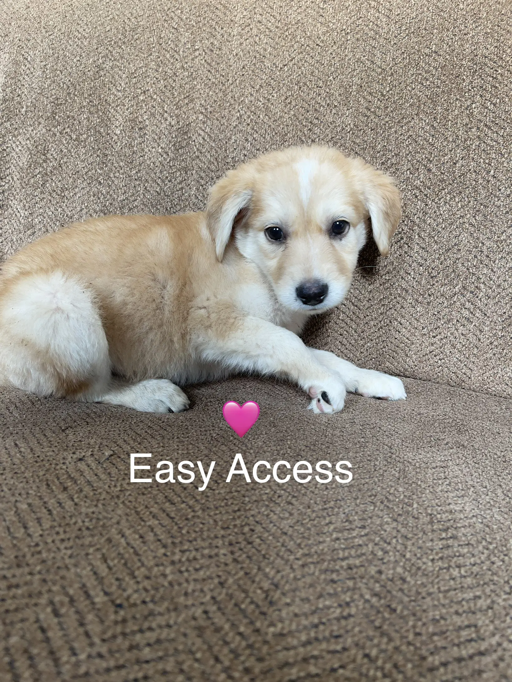 Easy Access - Labrador Retriever