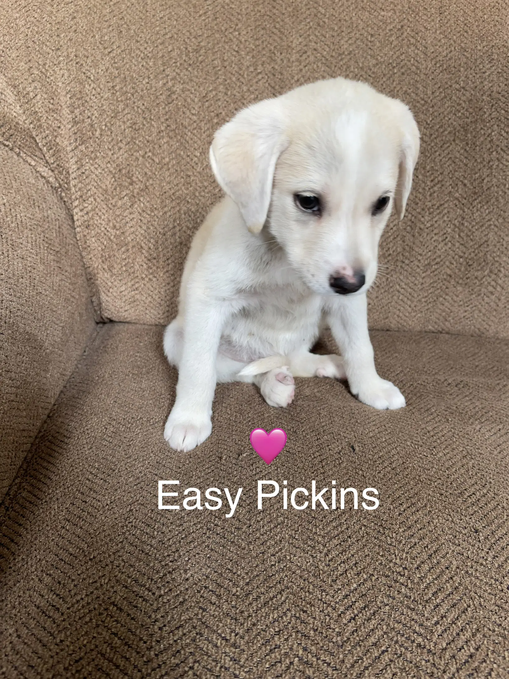 Easy Pickins - Labrador Retriever