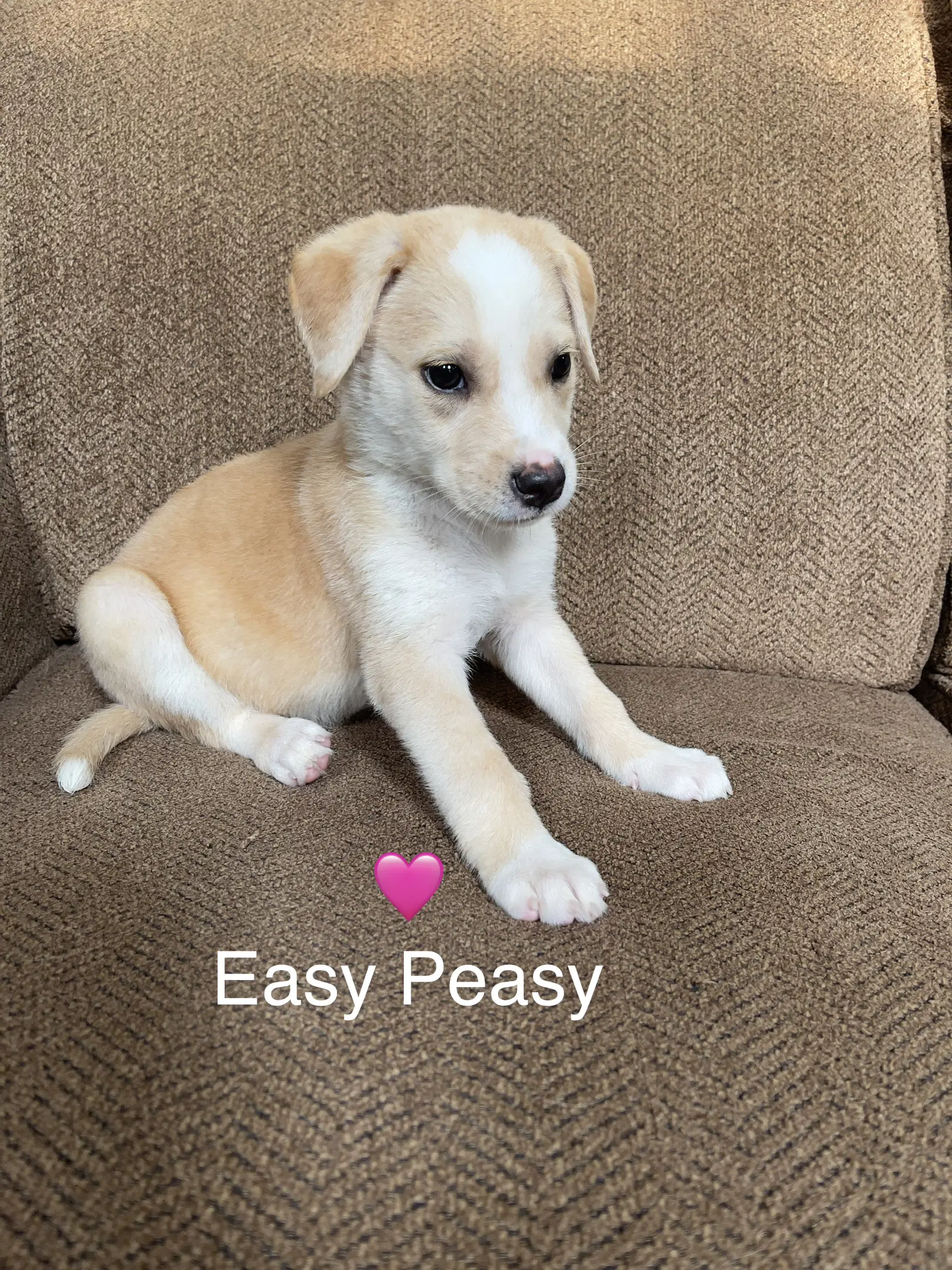 Easy Peasy - Labrador Retriever