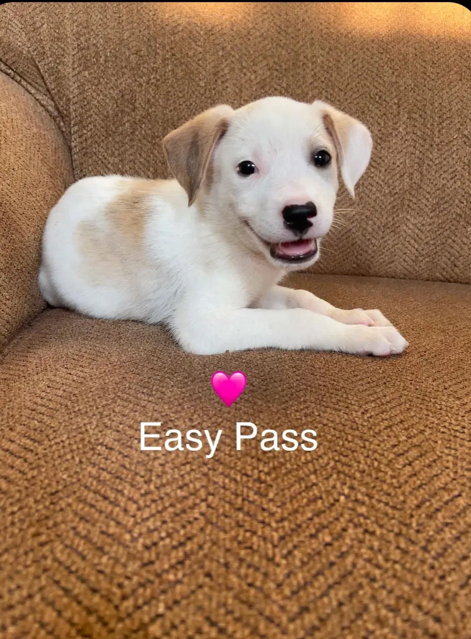 Easy Pass - Labrador Retriever